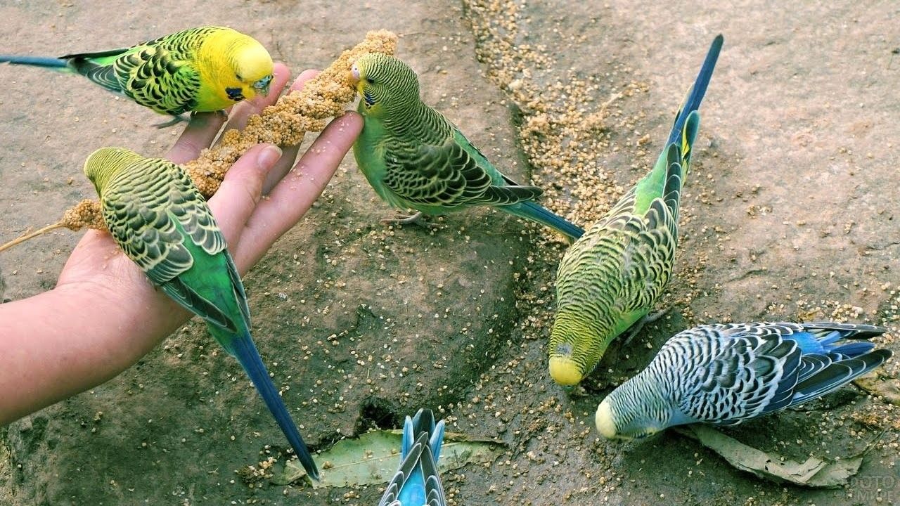 Рацион домашней птицы или что едят волнистые попугаи