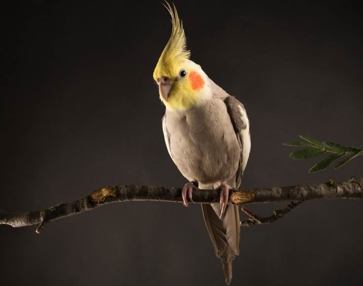 Как научить говорить попугая кореллу: разговаривают или нет, сколько слов может выучить попугай-мальчик и попугай-девочка