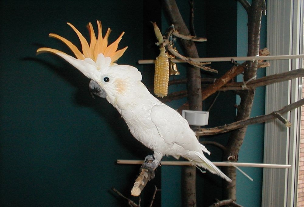 Попугай какаду и его описание