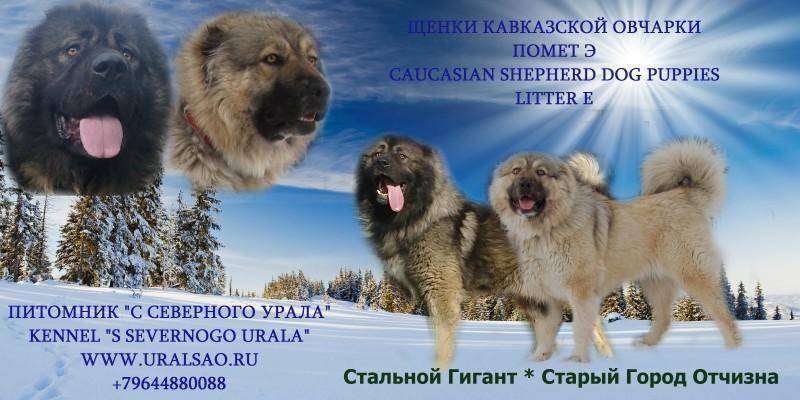 Кавказская овчарка: фото и характеристика породы
кавказская овчарка: фото и характеристика породы