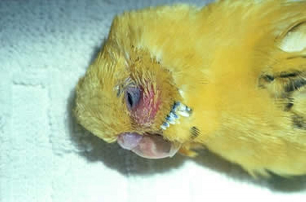 Как определить, что попугай заболел: признаки заболеваний попугаев