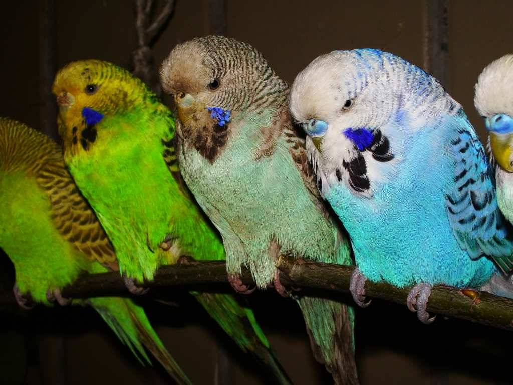 Виды и цвета волнистых попугаев: голубой, желтый, белый