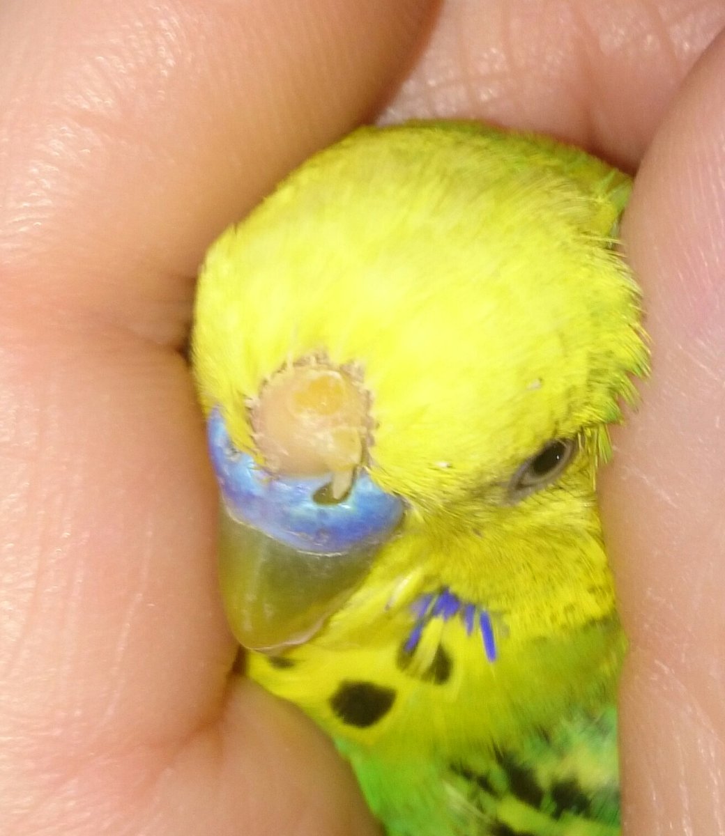 ? болезни попугаев корелла: основные симптомы и лечение