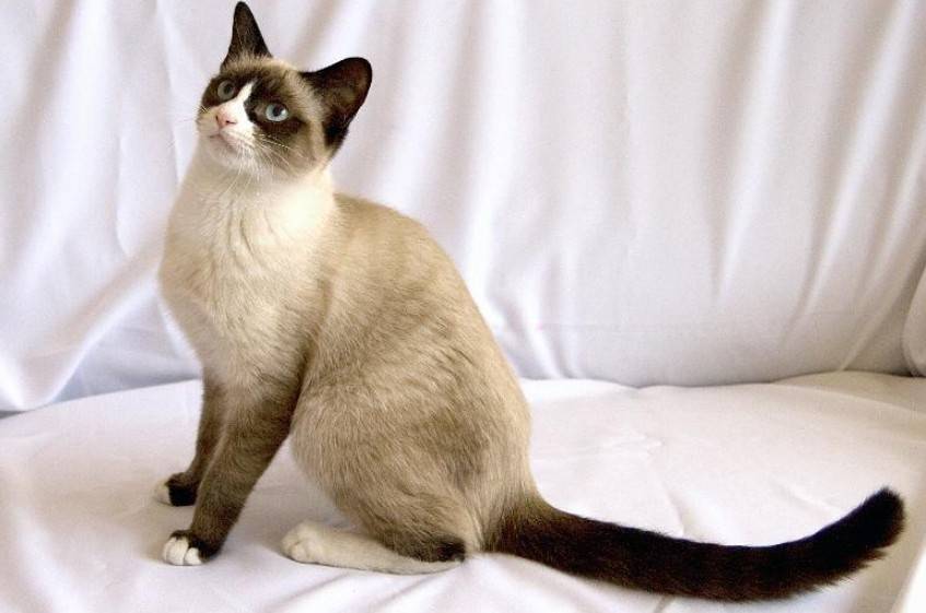 Сноу шу кошки: описание породы, характер, здоровье