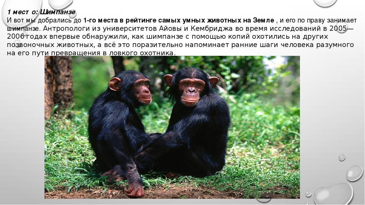 Самое умное животное – примеры в мире фауны планеты: изучаем интеллект обезьяны, собаки, дельфина и крысы | tvercult.ru