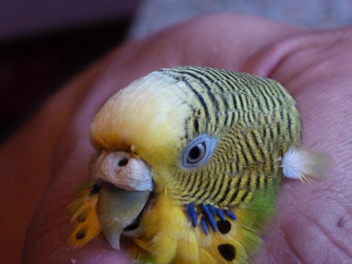 Болезни волнистых попугаев наросты клюве