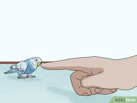 Как отучить попугая кусаться
