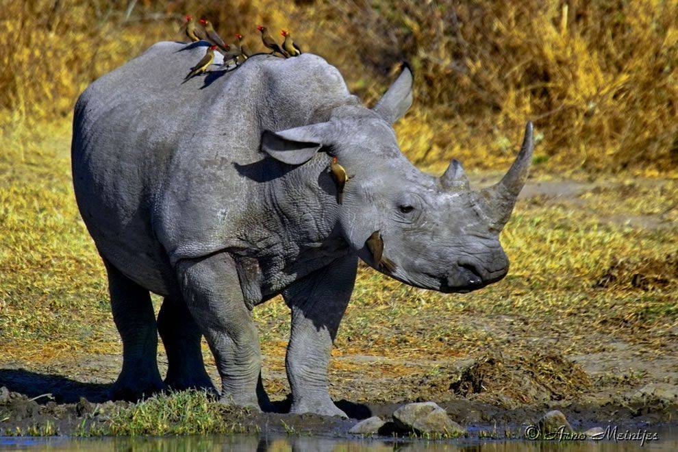 Бурый и белый шерстистый носорог