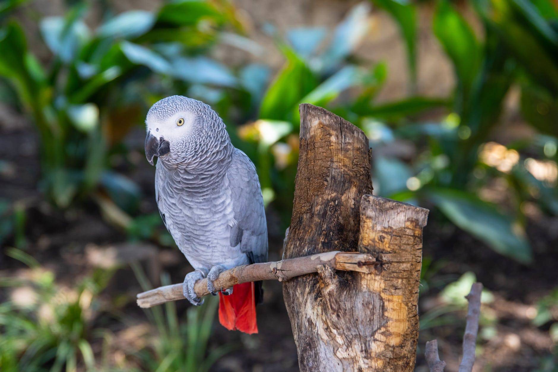 Жако или африканский серый попугай: все секреты для любителей пернатых |