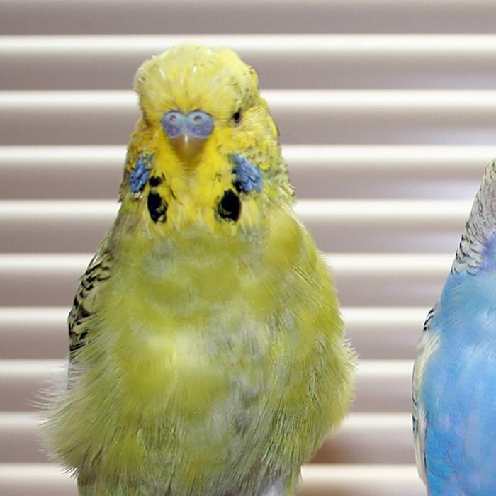 Линька у волнистых попугаев или почему выпадают перья: симптомы, сколько длится первая линька?