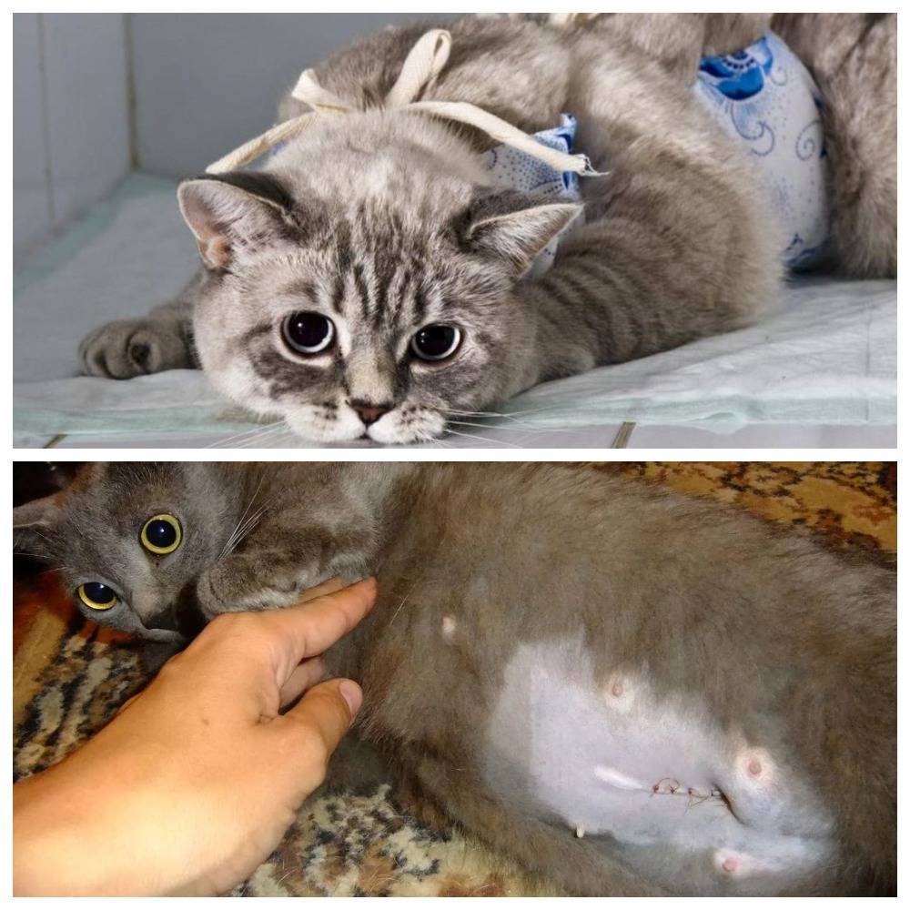 В каком возрасте кастрируют котов: нюансы и методы стерилизации