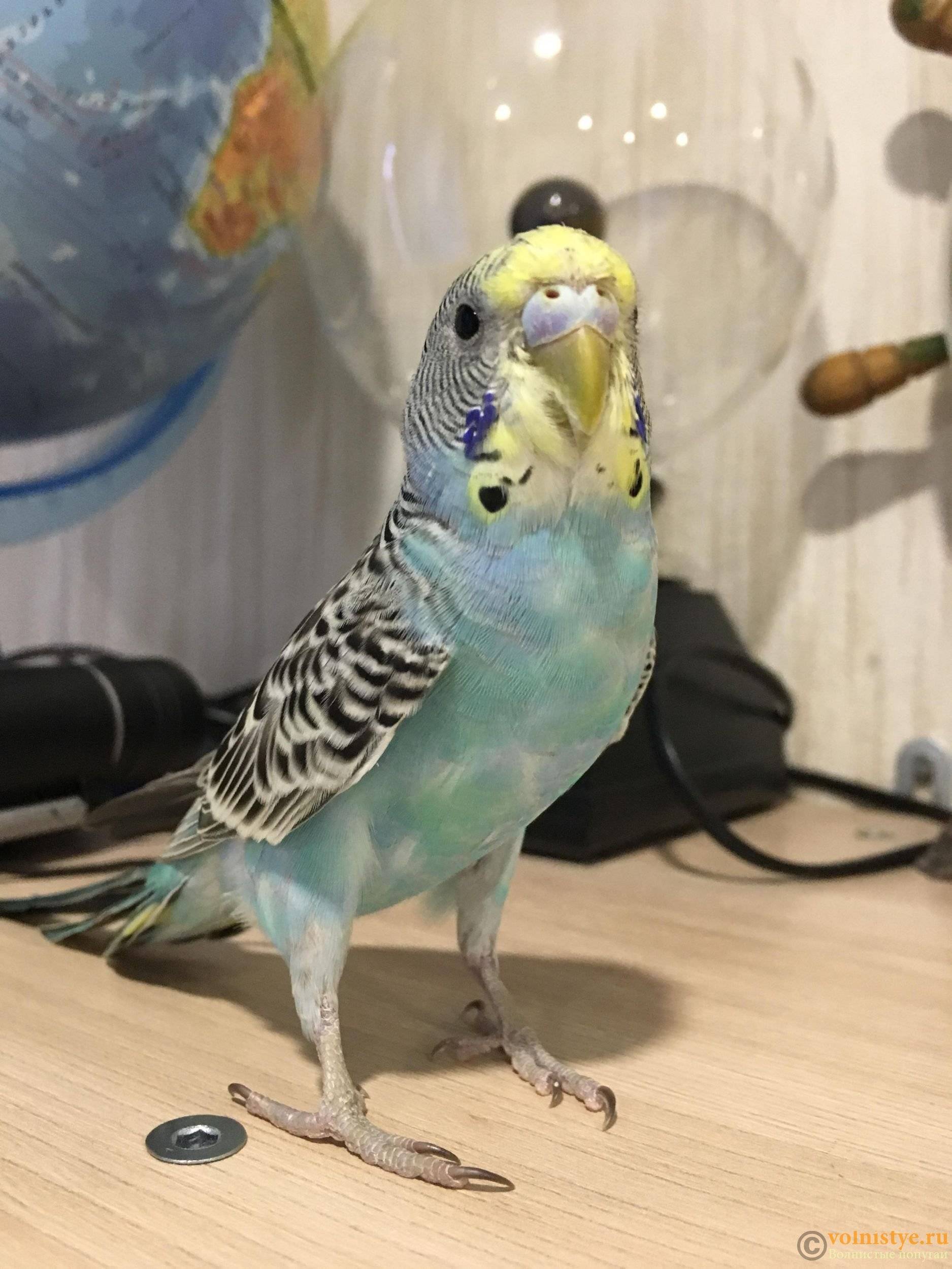 Пение и чириканье волнистых попугаев: слушать и смотреть видео