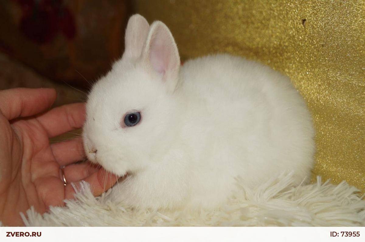 Кролики породы гермелин - описание, содержание и уход (+фото)