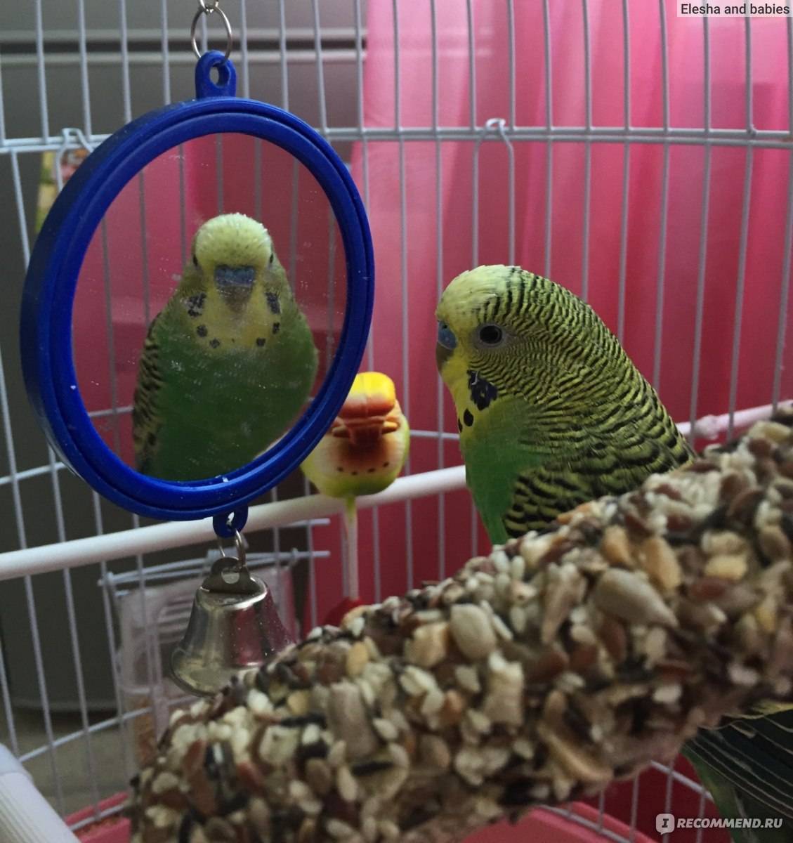 Как правильно купать волнистого попугая в домашних условиях?