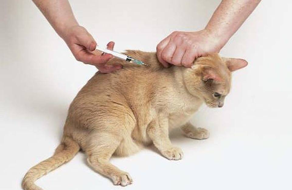 Как сделать укол кошке или коту в холку и внутримышечно?