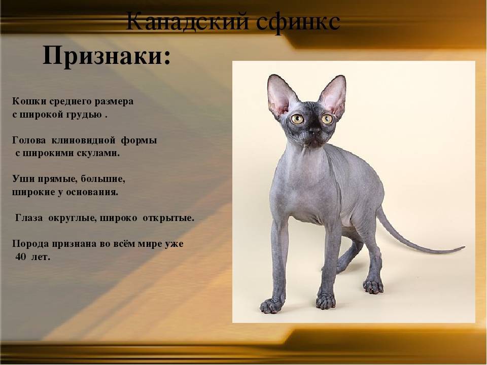 Донской сфинкс: описание породы, характер и внешность кошек