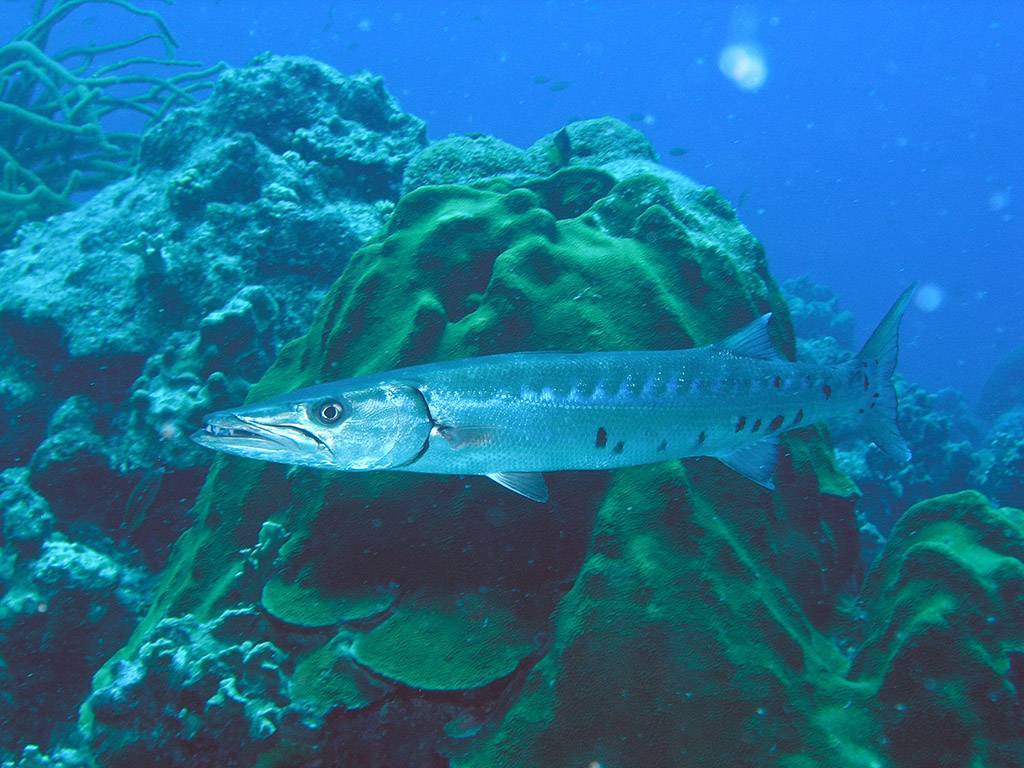 Барракуда рыба. образ жизни и среда обитания рыбы барракуды | животный мир