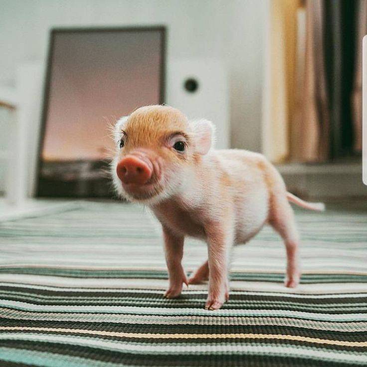 Маленькая декоративная свинка: уход и содержание мини пиги в домашних условиях