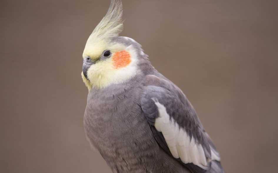 Как научить говорить попугая кореллу: за 1 день, самку и самца, в каком возрасте начинает, сколько слов произносит
