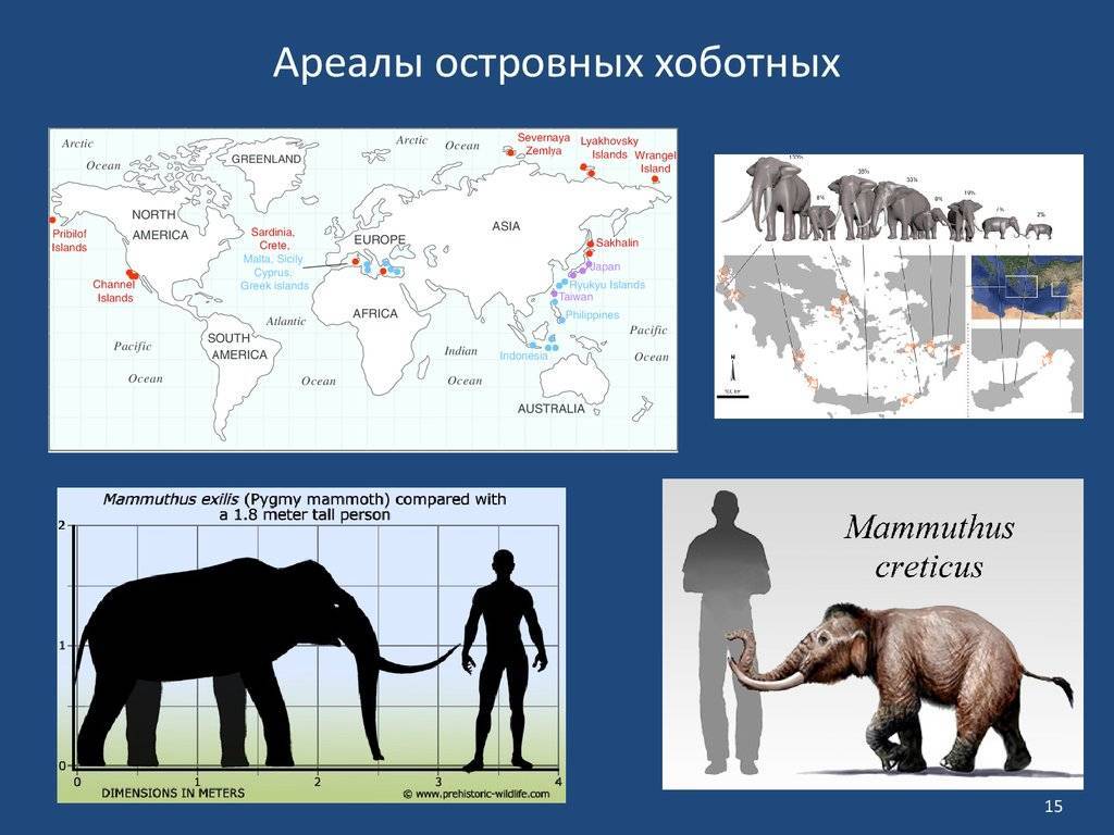 Слон – описание, виды, где живет, чем питается, фото