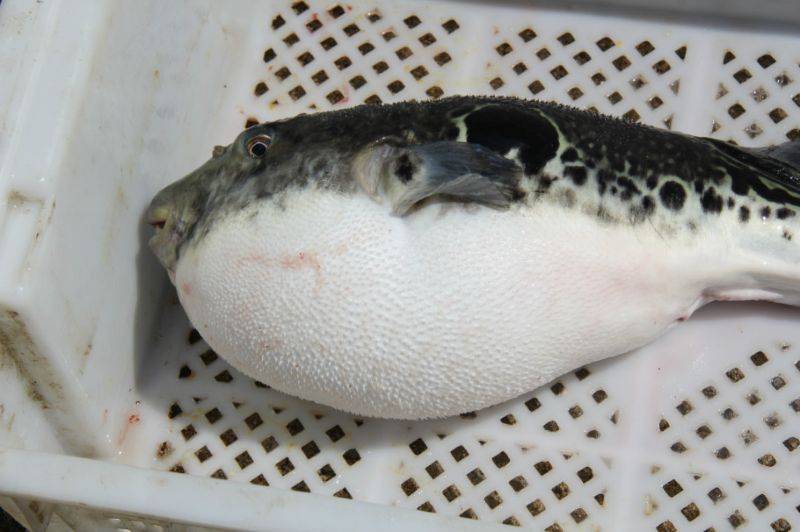 Рыба фугу - чем питается, где обитает, как выглядит, чем опасна и другие интересные факты