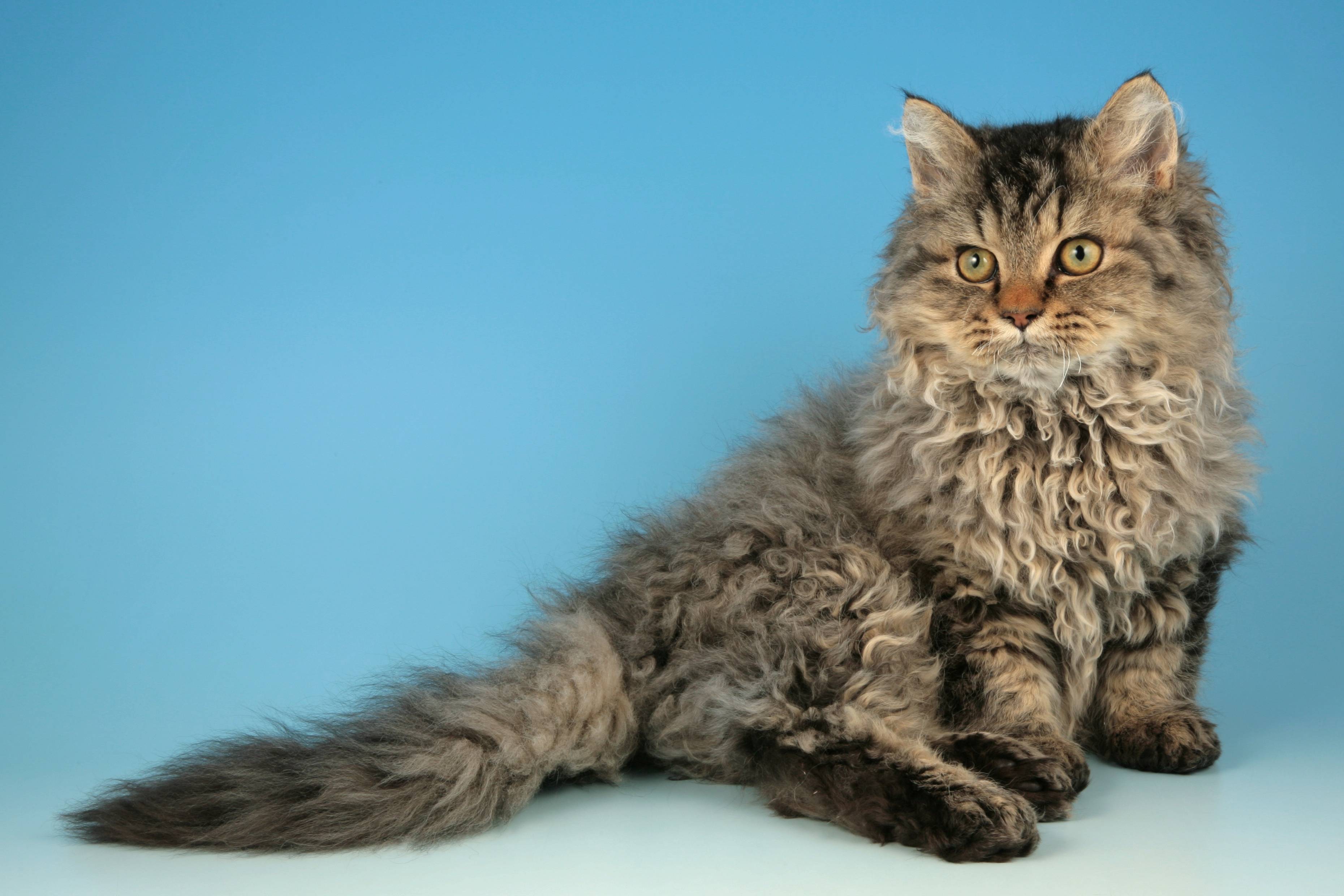 Кудрявый кот корниш рекс: особенности кучерявой породы кошек, уход за питомцем