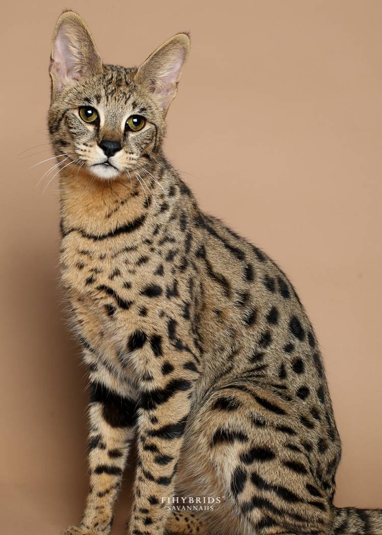 Саванна кошка: описание породы, характер, особенности