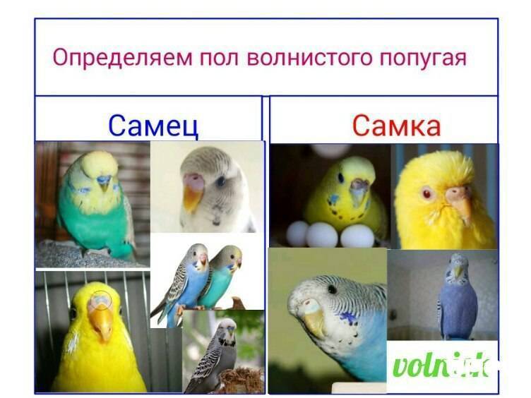 Волнистый попугай: как отличить самца от самки и выбрать здорового говорящего попугая + фото