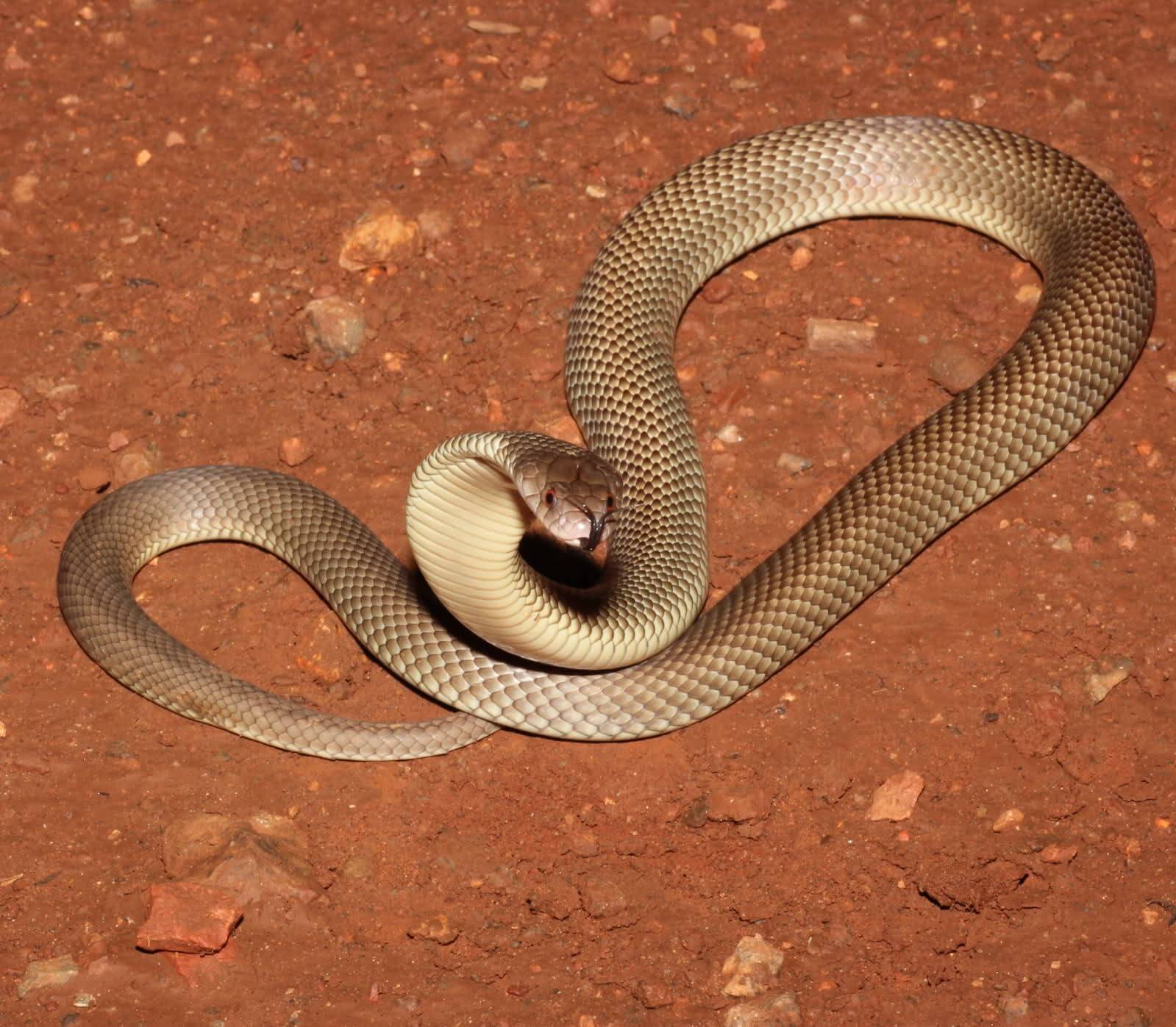 10 самых опасных змей на планете