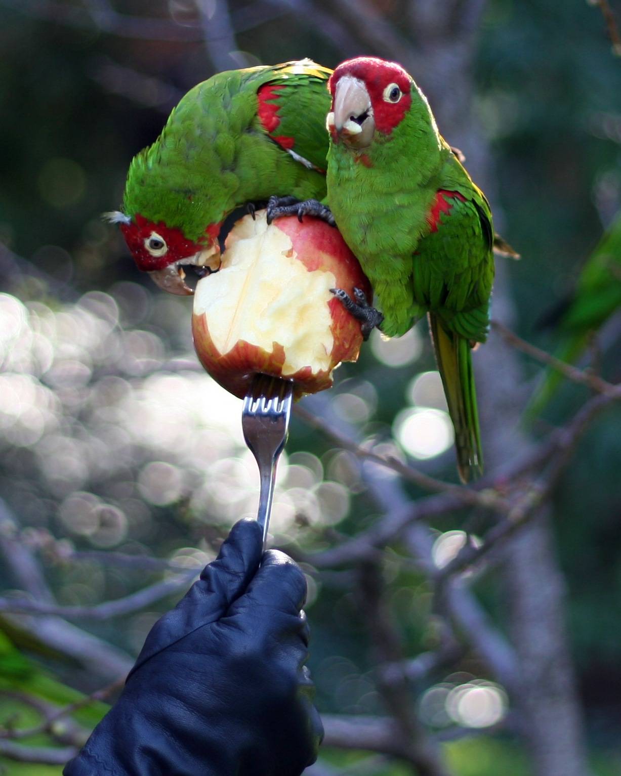 Овощи и фрукты волнистым попугаям  | наши птички