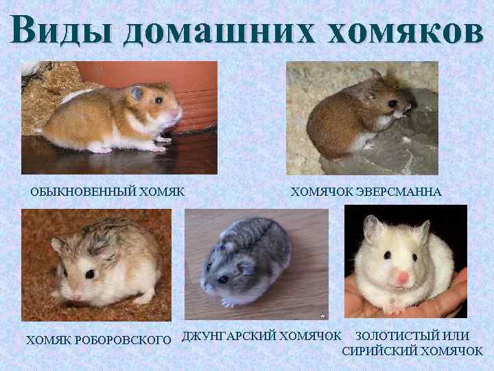Породы хомяков с фотографиями. какие бывают породы хомяков :: syl.ru