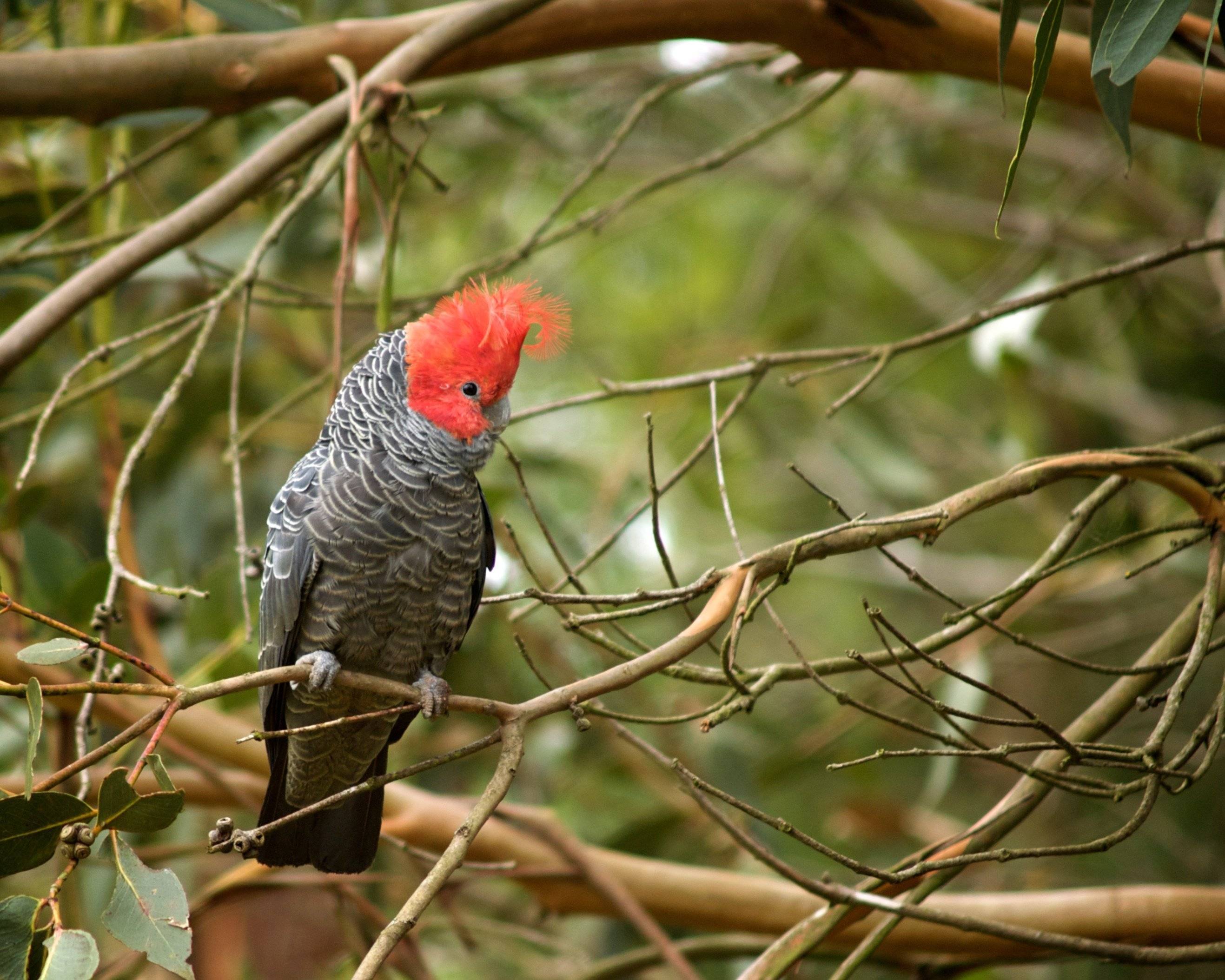? попугай какаду: внешний вид, описание, разновидности