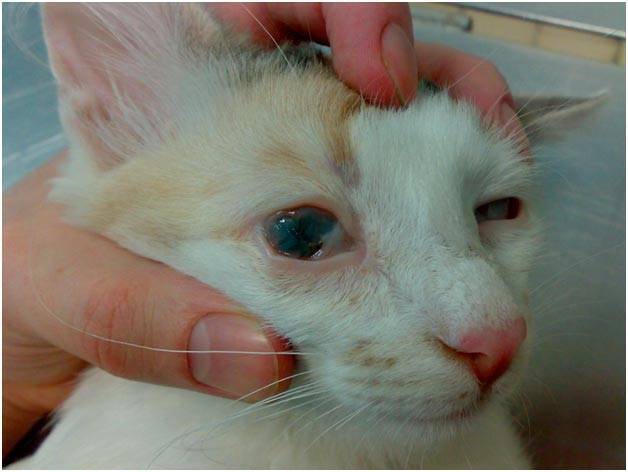 Конъюнктивит у кошек - воспалительный процесс, поражающий...