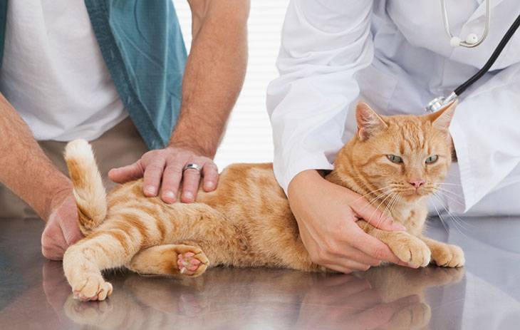 Цистит у кошек - причины, симптомы и лечение