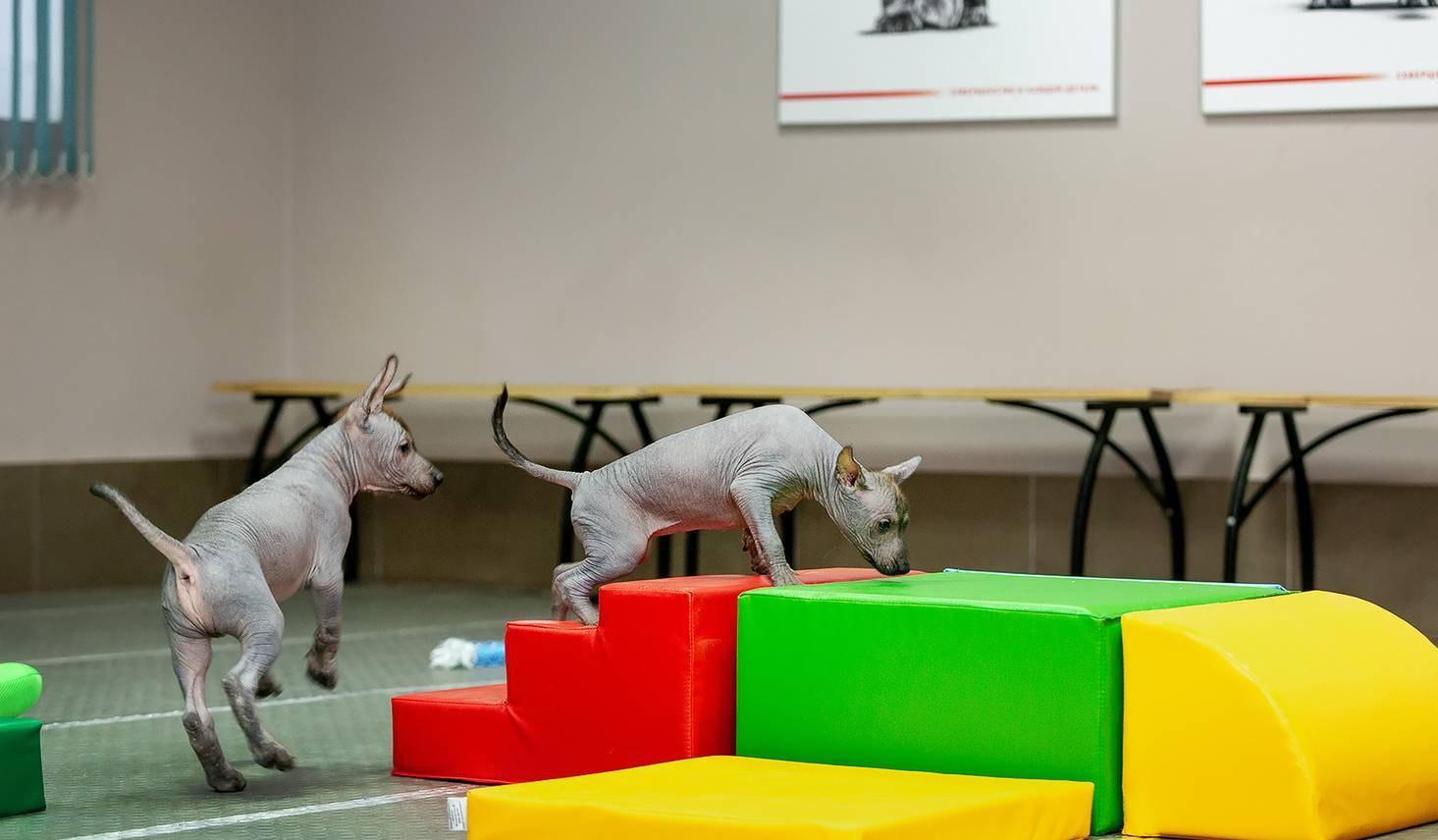 Подготовка собаки к выставке