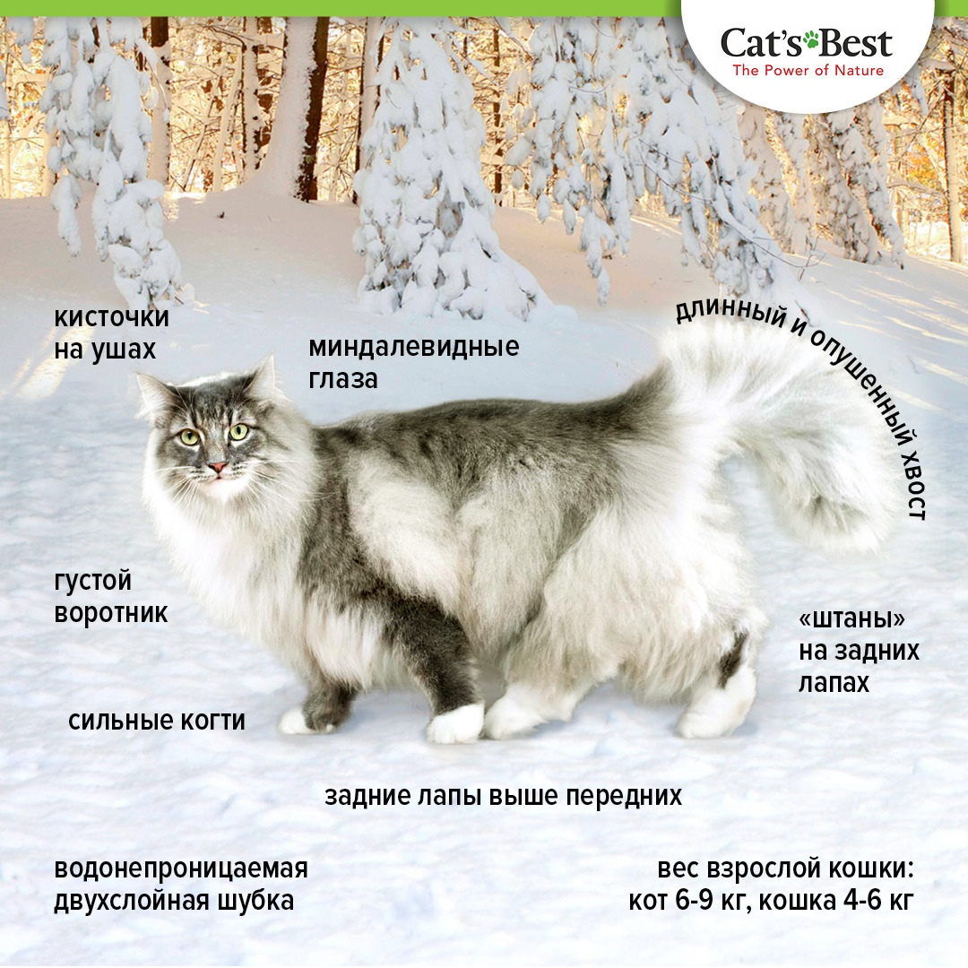 Норвежская лесная кошка - характер и повадки, шерсть и окрас, уход за котятами и лечение болезней
