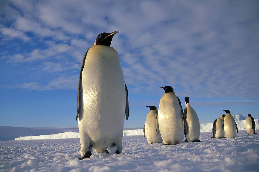Пингвин (spheniscidae): описание, размножение, фото, интересные факты