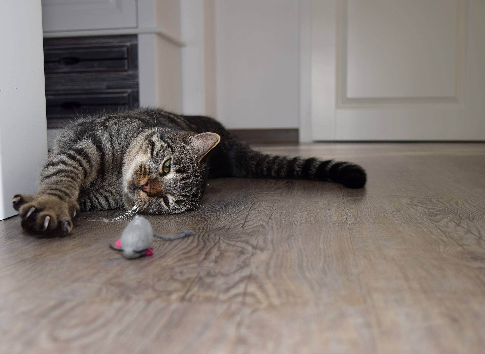 Как отучить кошку драть обои и мебель: с котом что делать если дерет, которые драли жидкие обои