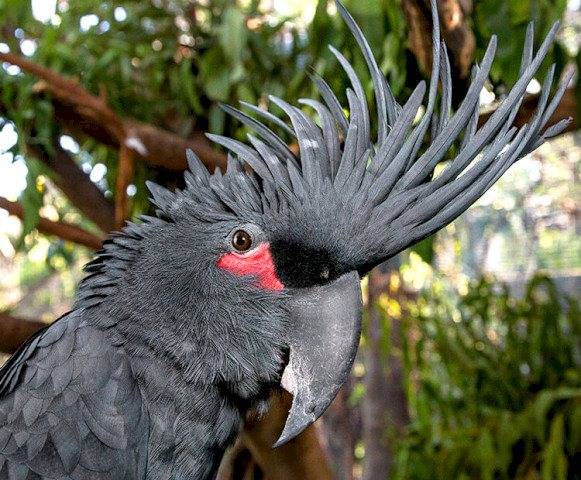 Топ-10 самых больших попугаев в мире