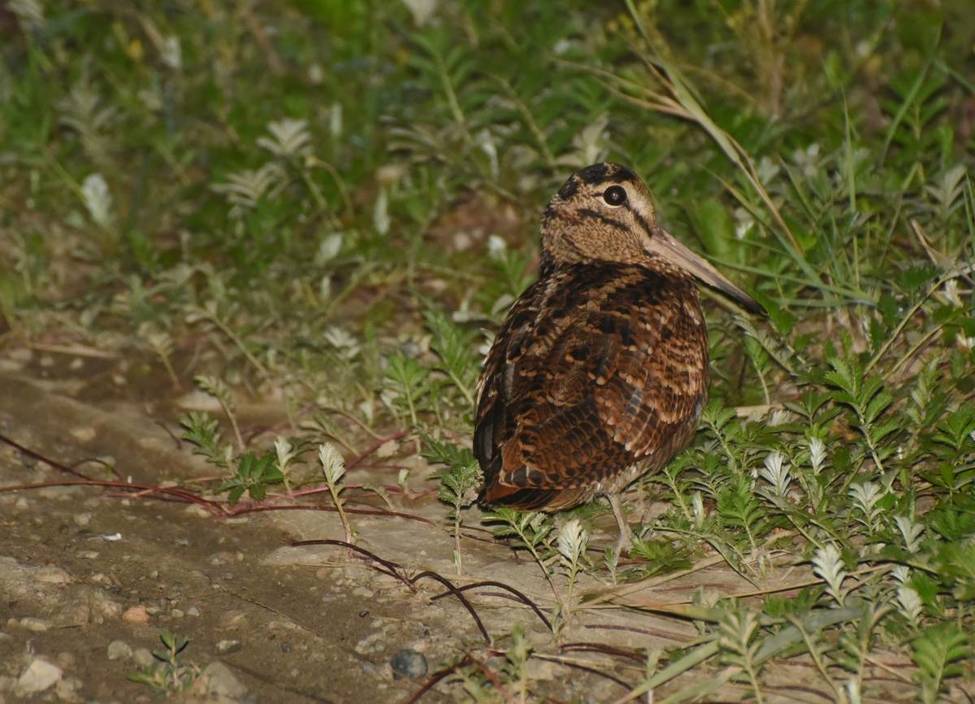 Вальдшнеп: новая информация о птице, 27 фото, 3 видео