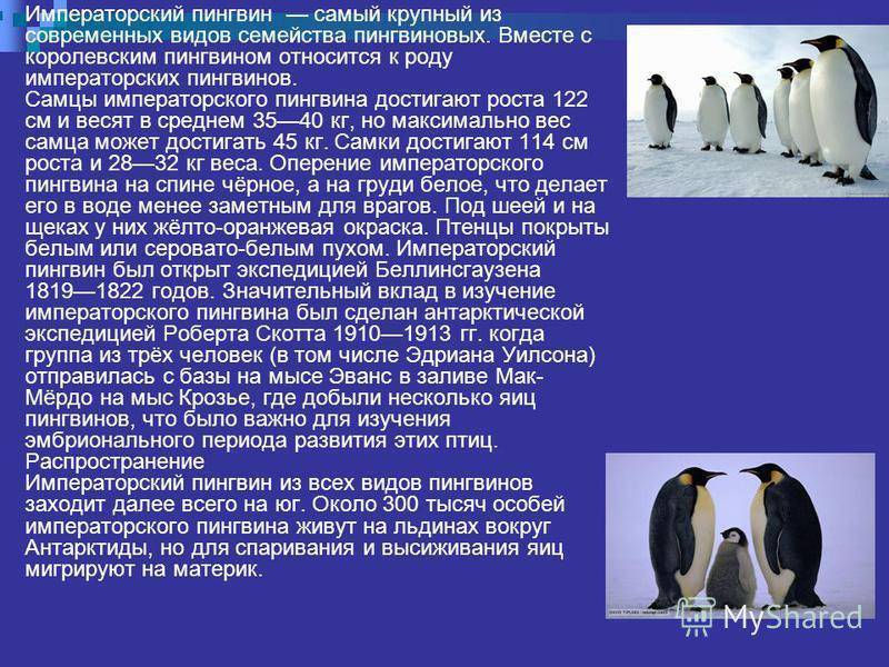 Пингвин – описание, виды, чем питаются пингвины, где живут, фото
