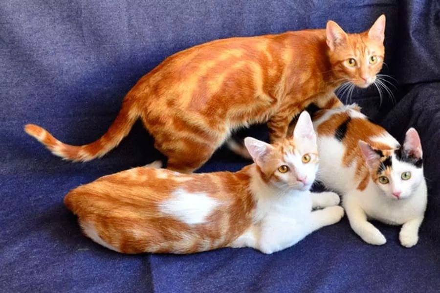 Анатолийская кошка (турецкая короткошерстная) - кот в доме