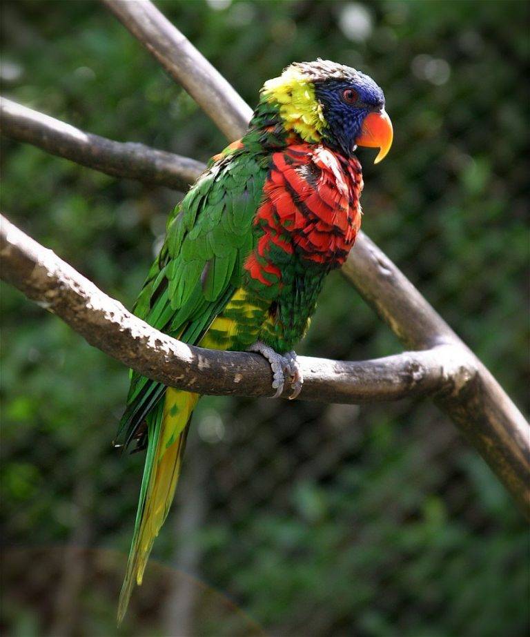 Лори попугай. образ жизни и среда обитания попугая лори | животный мир