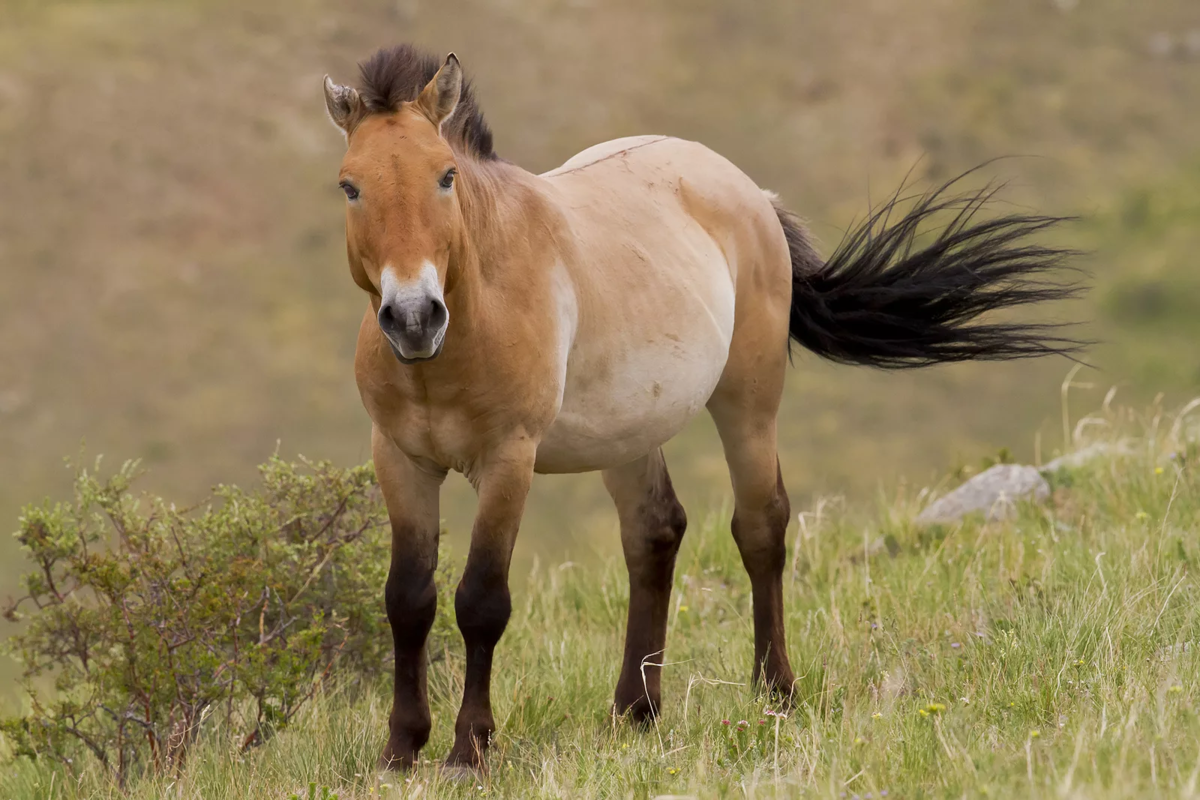 Лошадь пржевальского: фото, краткое описание, как выглядит и где обитает?