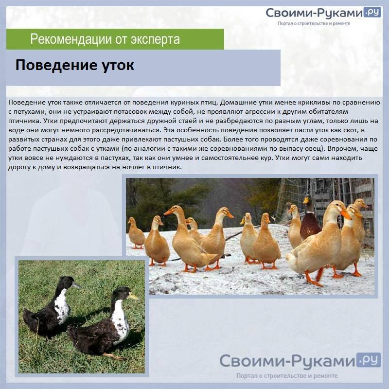 Утки башкирские — описание, содержание, уход