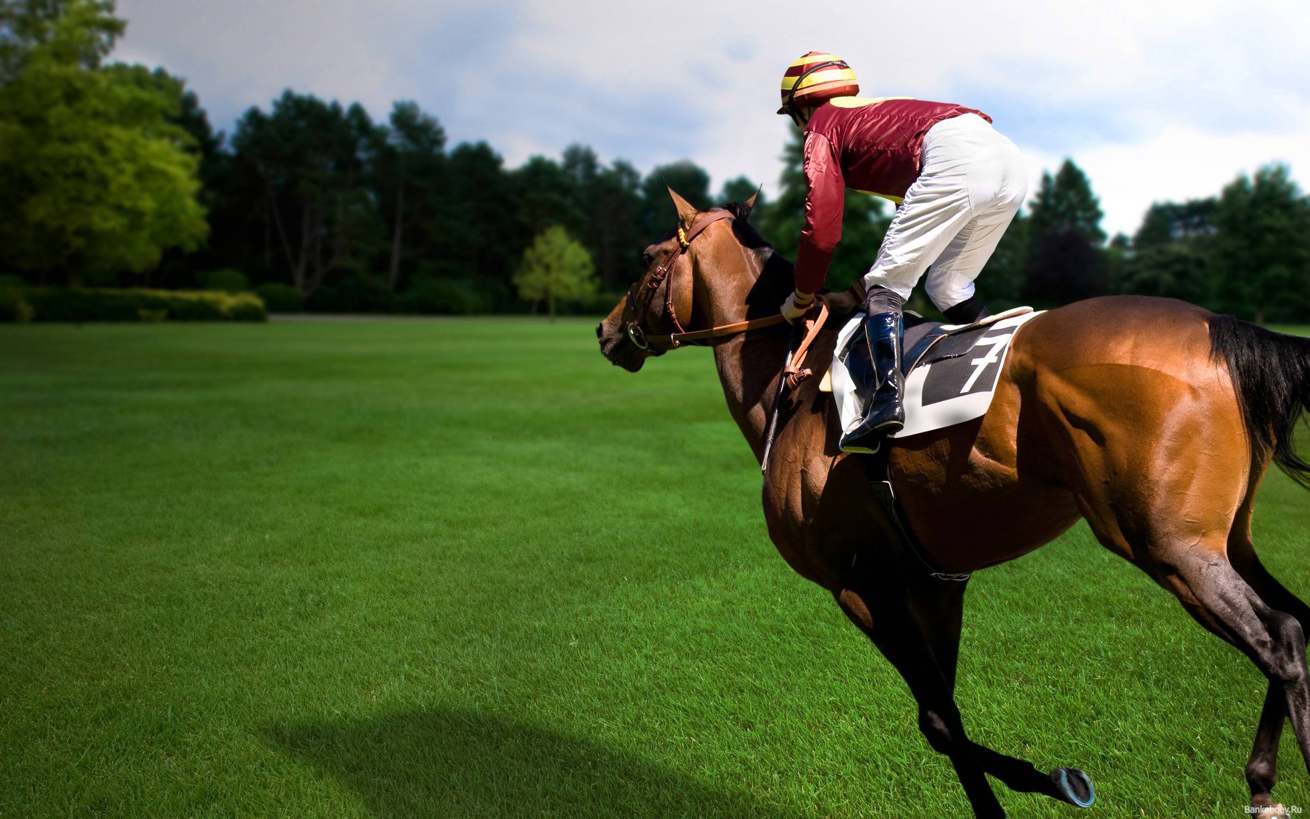 Виды конных соревнований | конный портал
