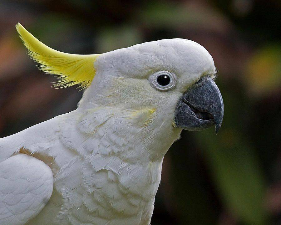 Желтохохлый какаду - описание попугайчика, уход в домашних условиях