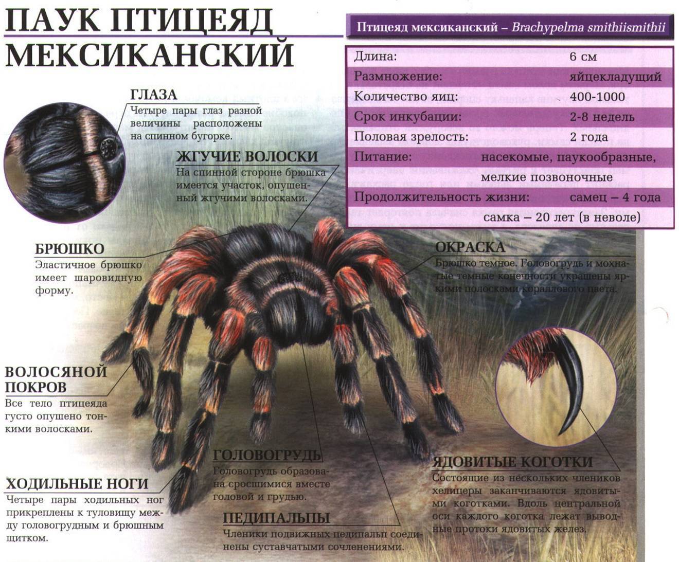 Домашние пауки: виды домашних пауков, фото, названия и описания