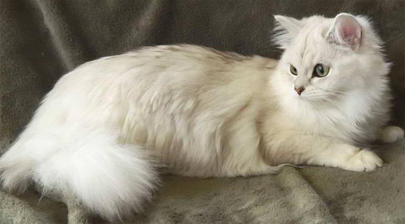 Бурмилла (порода кошек) - фото короткошерстных и длинношерстных кошек, цена и где купить