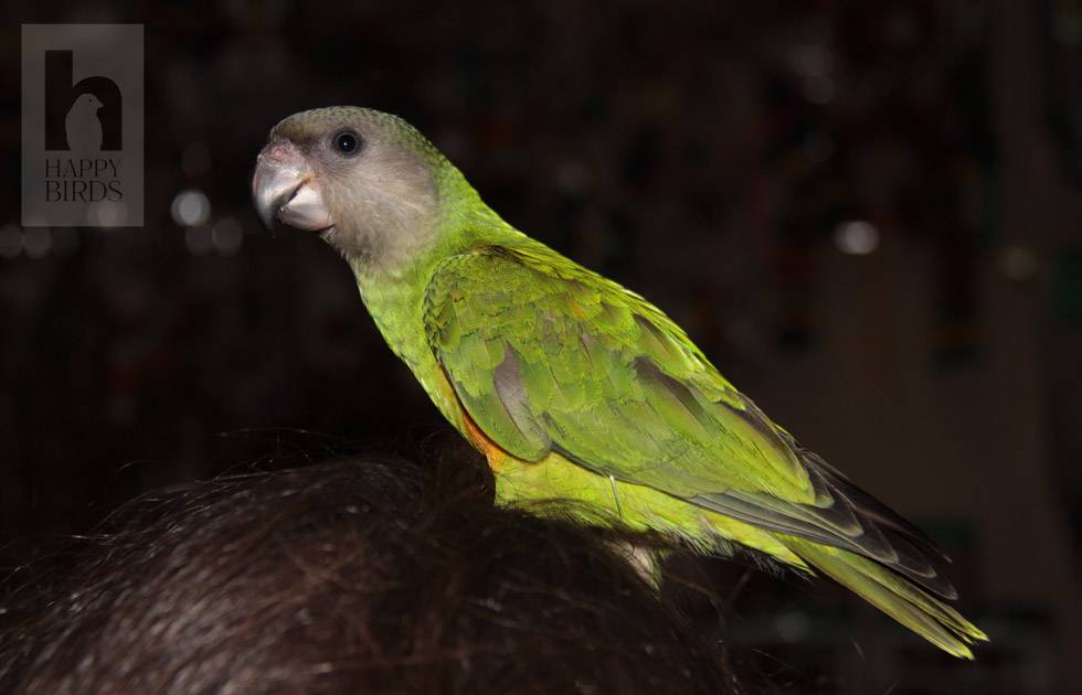 Какие особенности имеют конголезские попугаи и можно ли их содержать в домашних условиях
